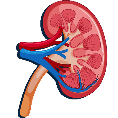 Kidney